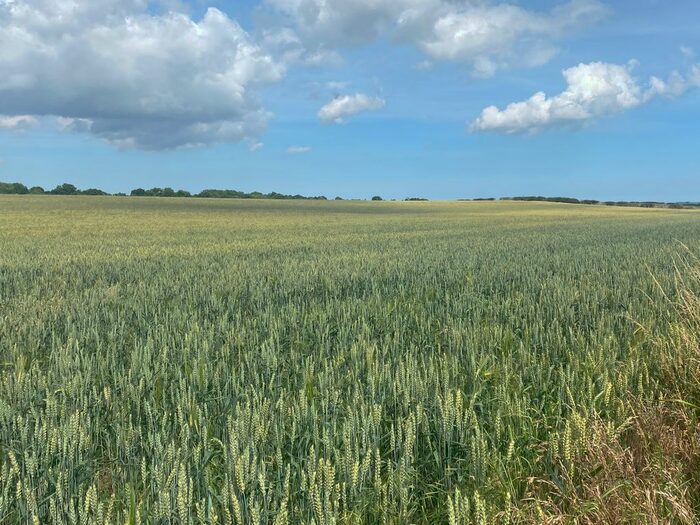 Land For Sale In Higham Dykes, Milbourne, Newcastle Upon Tyne NE20