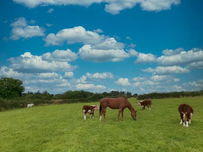 Commercial Land For Sale In , Llangolman, SA66