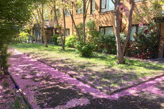 1 Bedroom Flat To Rent In Hillyard Street, London, SW9