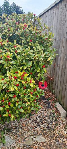 2 Bedroom Semi-Detached House To Rent In Corfe Road, Weymouth, DT3