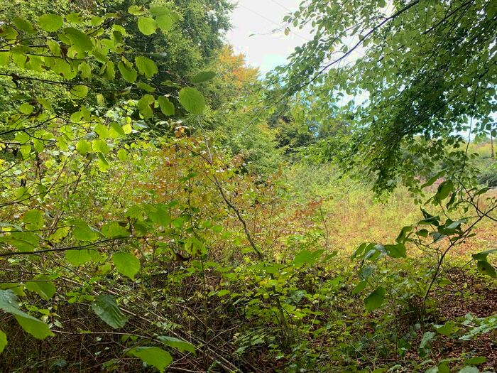 Land For Sale In The Doward, Ross-On-Wye, HR9