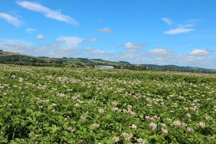 Detached House For Sale In Lot - No B, Middlebank Farm, PH2