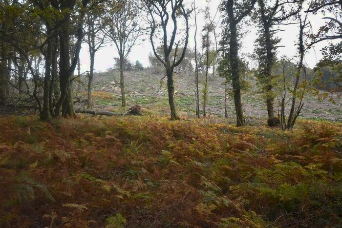 Land For Sale In Bridford Wood, Moretonhampstead, Devon TQ13