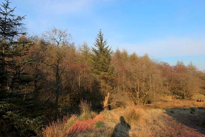 Land For Sale In High Stenries Wood, Chapelknowe, Kirkpatrick Fleming, DG11