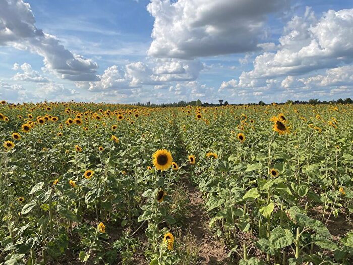 Farm Land For Sale In Land To The South West Of Long Sutton, PE12