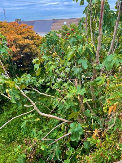 7 Bedroom Terraced House To Rent In St Alban's Road, Brynmill, Swansea, SA2