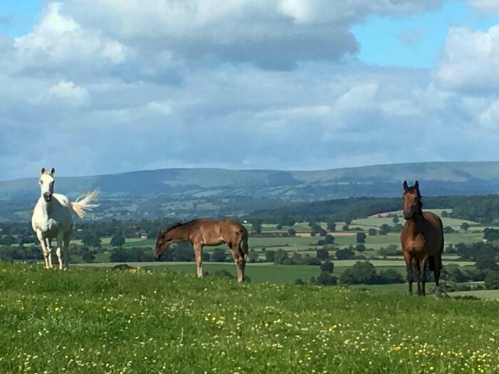 3 Bedroom House For Sale In Herefordshire/Monmouthshire Borders, SP4