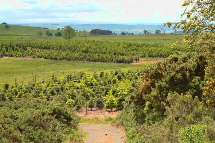 Land For Sale In Northumbria Christmas Trees, Capheaton, Newcastle Upon Tyne, Northumberland, NE19