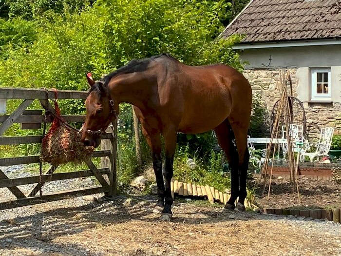 2 Bedroom Detached House To Rent In Plas Cottage, Carmarthen, Carmarthenshire, SA32