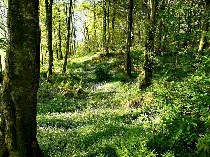 Land For Sale In Richorn Woodland, Dalbeattie, DG5