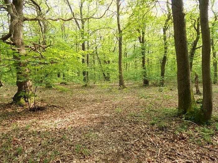 Land For Sale In Woodland Off, Reepham Road, Felthorpe, Norfolk, NR9