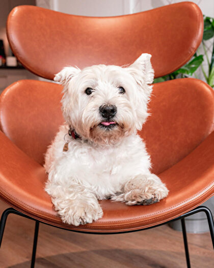 1 Bedroom Flat To Rent In Fizzy Ea B - Silvertown Way London, E16