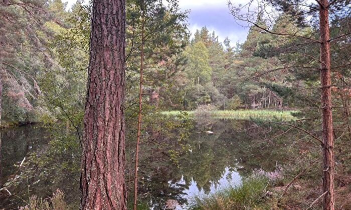 Land For Sale In Tulloch Wood, Nethy Bridge, Inverness-Shire, PH25