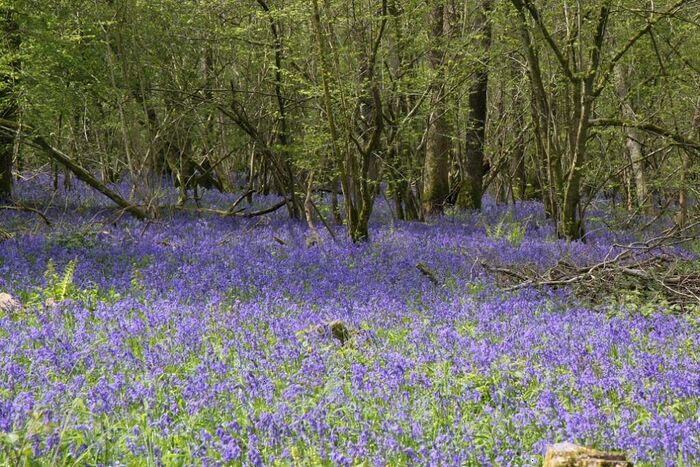 Land For Sale In Lot - Great Botley Copse, Oxenwood, Shalbourne, SN8