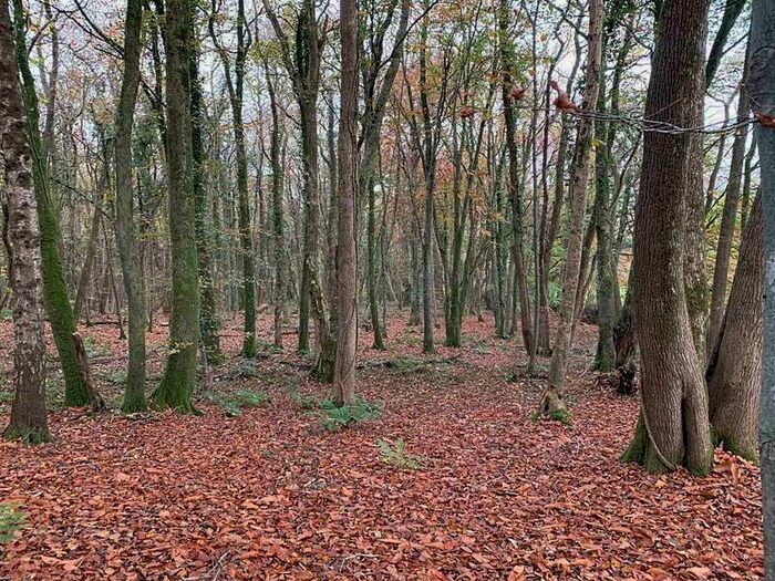 Commercial Land For Sale In Lifton, Devon, PL16