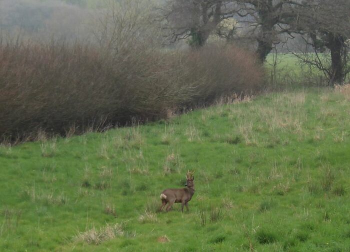 4 Bedroom Property To Rent In Stour Meadow Close, Northbourne, Bournemouth, BH10