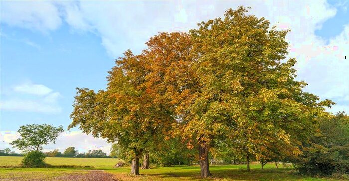 Land For Sale In Bumpstead Road, Hempstead, Saffron Walden, CB10