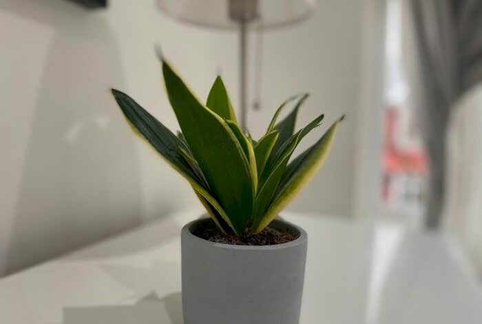 3 Bedroom Flat To Rent In Rannoch Road, Hammersmith, W6