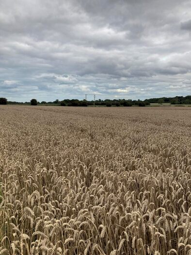 Farm Land For Sale In Sproatley, Near Hull, HU12