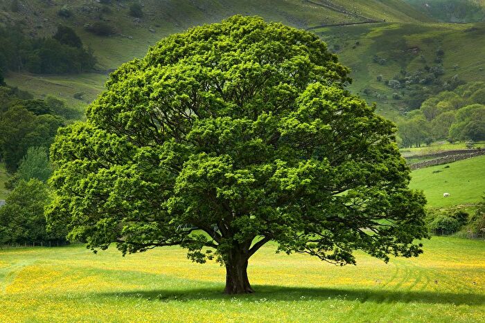 4 Bedroom Detached House To Rent In Angers Lane, Fiddleford, Sturminster Newton, DT10