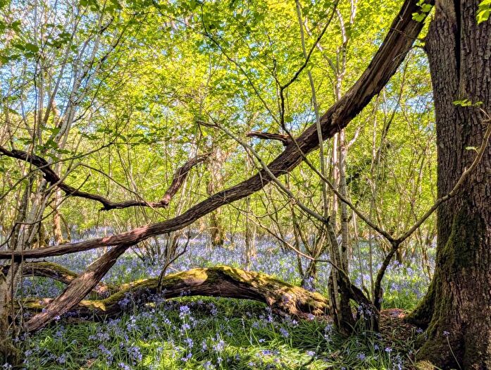 Land For Sale In Nr Motcombe, Dorset - About . Acres, SP7