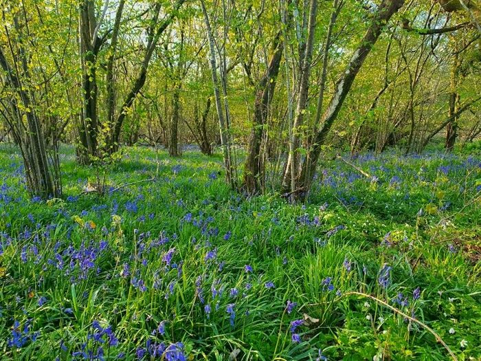 Land For Sale In Norn's Copse & The Cowleys, SO24