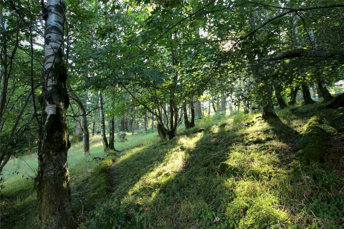1 Bedroom Land For Sale In Spindle Coppice Wood, Skelwith, Ambleside, Cumbria, LA22