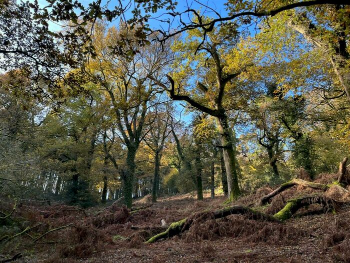 Land For Sale In Minterne Magna, Dorchester, Dorset, DT2