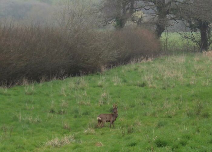 4 Bedroom Chalet To Rent In Stour Meadow Close, Northbourne, Bournemouth, BH10