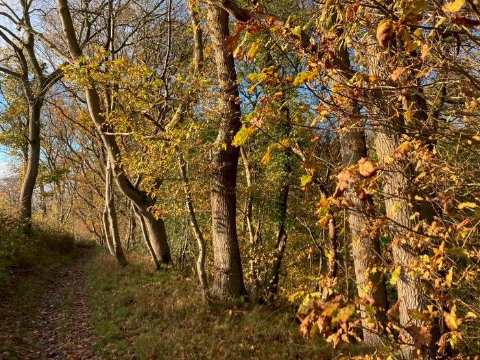 Land For Sale In Llansantffraid, SY22