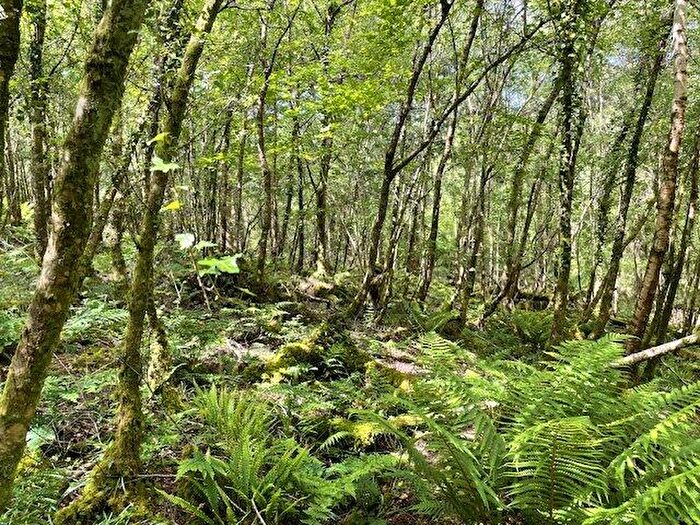 Land For Sale In Cheriton Bishop, Devon, EX6