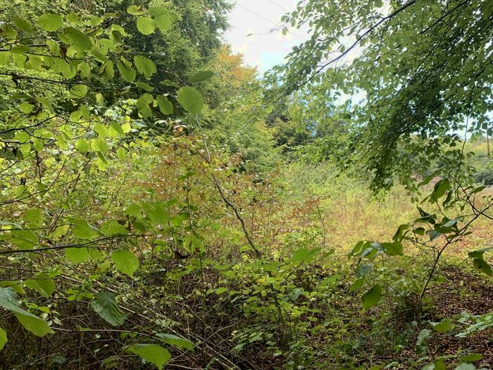 Land For Sale In The Doward, HR9