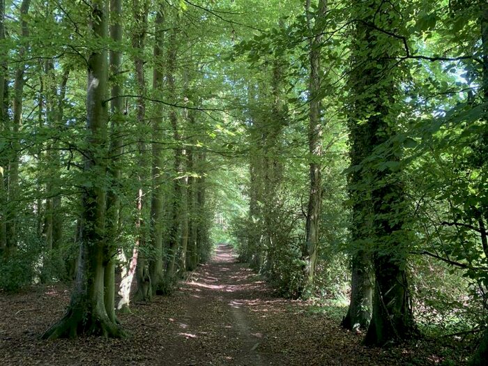 Land For Sale In Gorcombe, Thornicombe, Blandford Forum, DT11