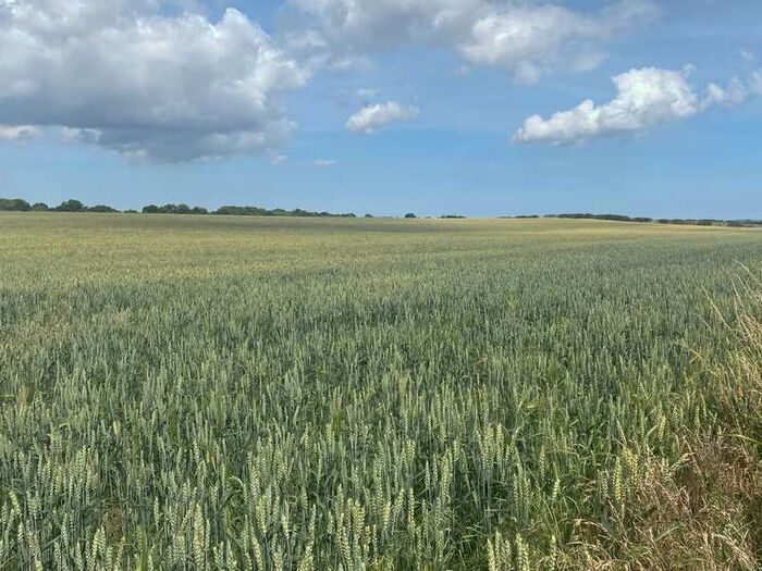 Commercial Land For Sale In Land Lying East Of Westgate, Higham Dykes, NE20