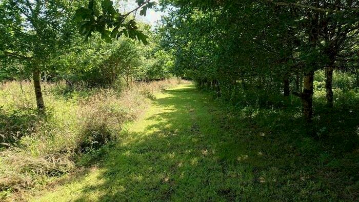 Property For Sale In ~3 1/2 Acres Of Mixed Deciduous Woodland, Nr. Okehampton, EX20