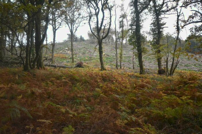 Land For Sale In Bridford Wood, Bridford, Westcott Lane, Moretonhampstead, Devon, TQ13