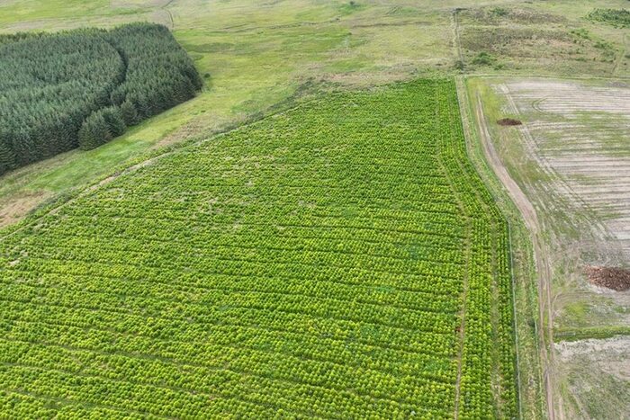 Land For Sale In , Christmas Tree Land, Huntly, Aberdeenshire, AB54