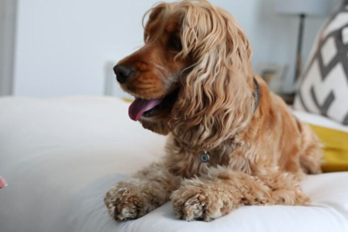 1 Bedroom Flat To Rent In Fizzy Lewisham, Brick Kiln Two, Lewisham, SE13