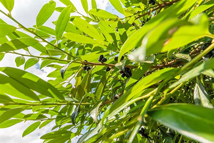 1 Bedroom Apartment To Rent In Diana Road, Walthamstow, E17