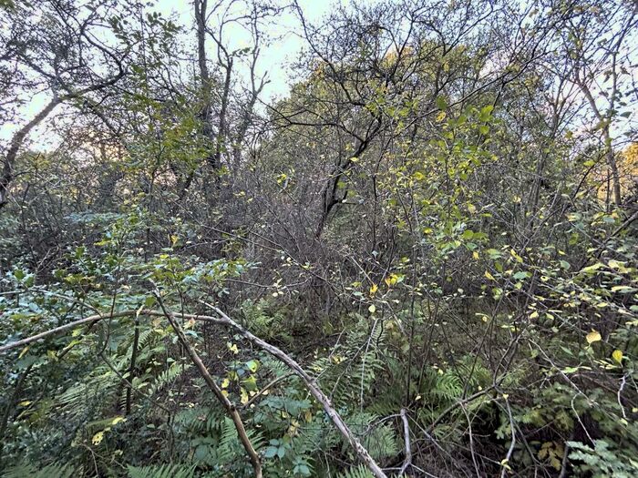 Land For Sale In Alexander Cottage, Rayleigh Downs Road, Rayleigh