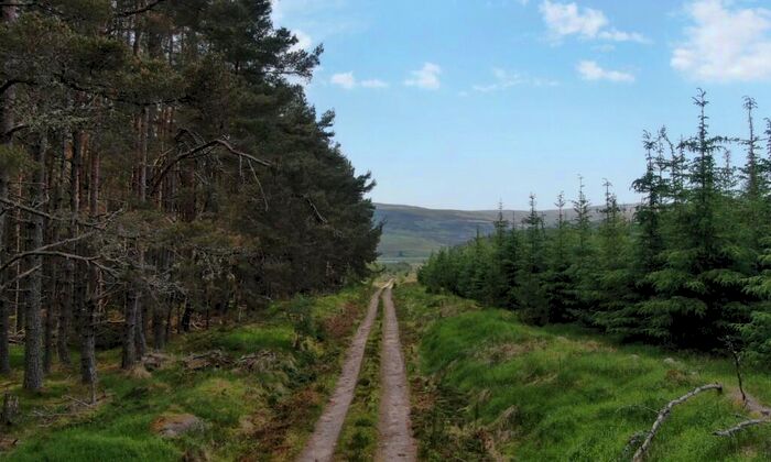 Land For Sale In Glenkirk Wood, Tomatin, IV13