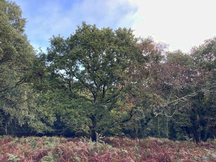 Land For Sale In Hyde, Wareham, BH20