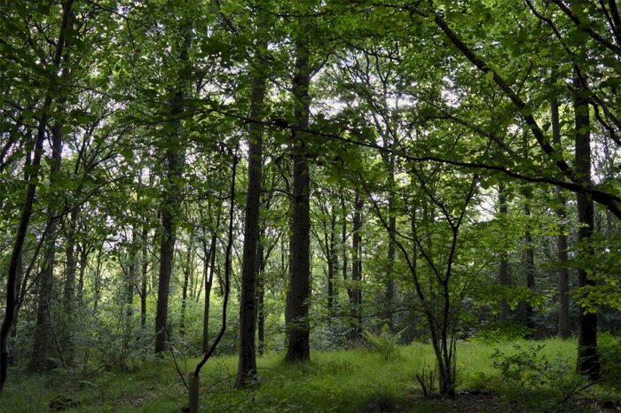 Land For Sale In Woodland To The West Of Ebchester, New Wood, Newlands, Consett, DH8