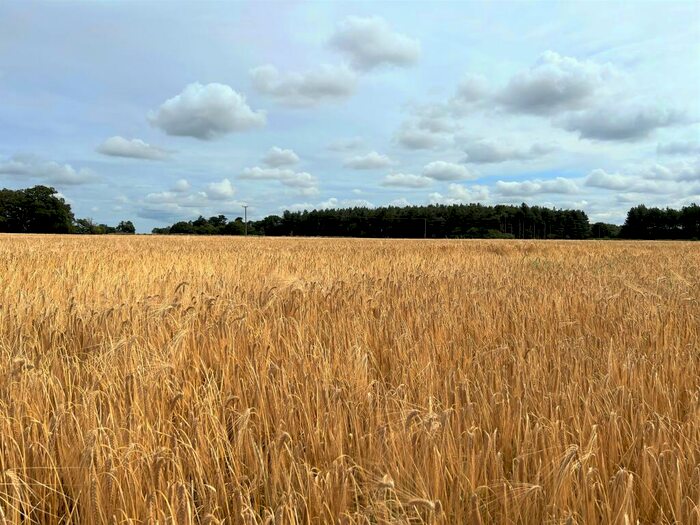 Farm Land For Sale In Land At Congham Road, Grimston, PE32