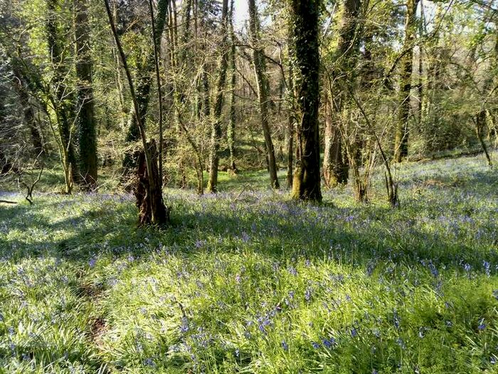 Commercial Land For Sale In Bearscombe Wood, Modbury, PL21