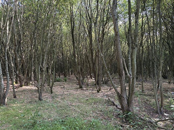 Land For Sale In Bell Lane, Sutton Manor, St. Helens, WA9