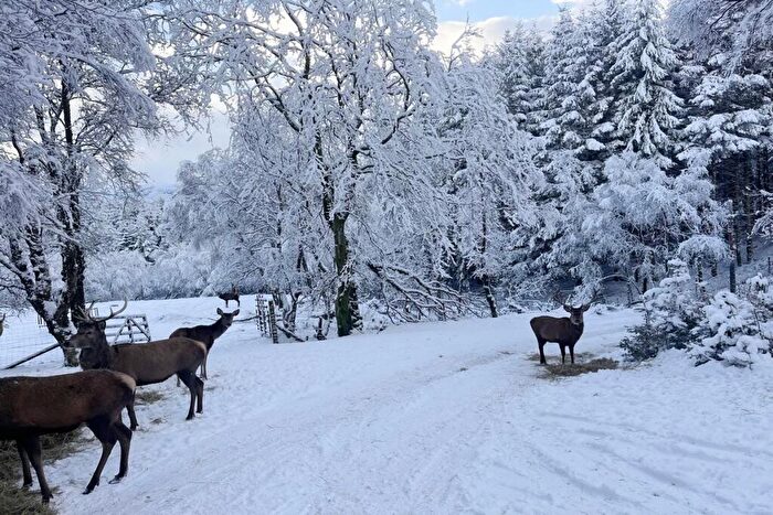 Land For Sale In , Christmas Tree, Plot, Spean Bridge, Fort William, PH34