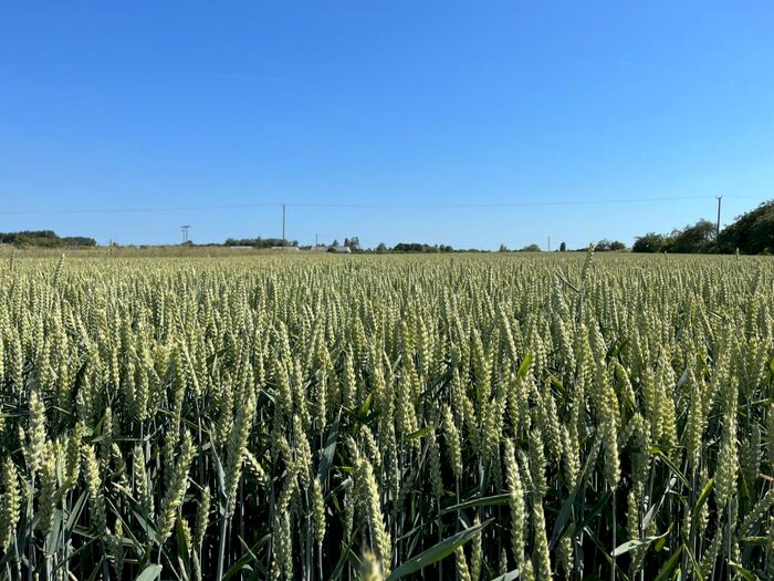 Farm Land For Sale In Land At Bonnetts Lane, PE14