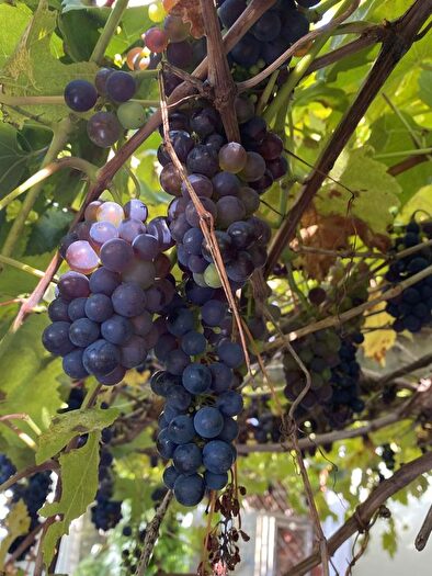 1 Bedroom Flat To Rent In Epsom Road, Holy Trinity, GU1