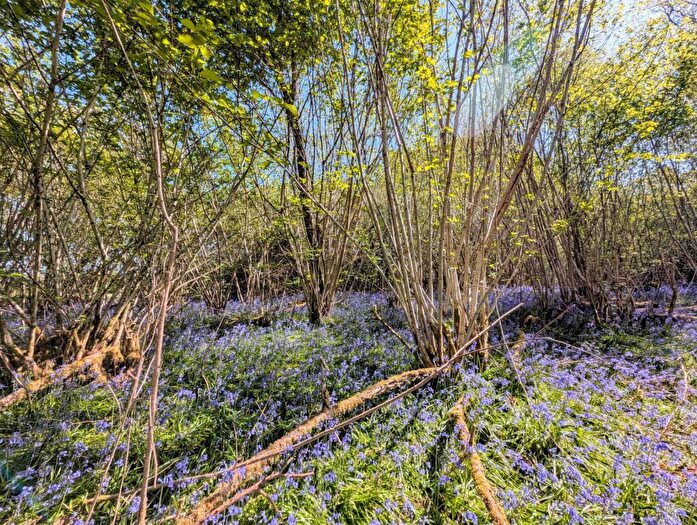 Land For Sale In Nr Motcombe, Dorset, SP7